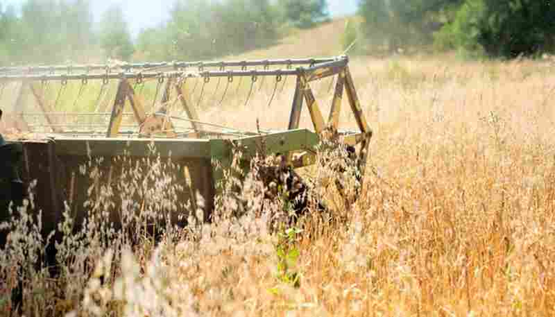 雷雨将再次突袭：河南小麦机收目前进展如何？(图1)