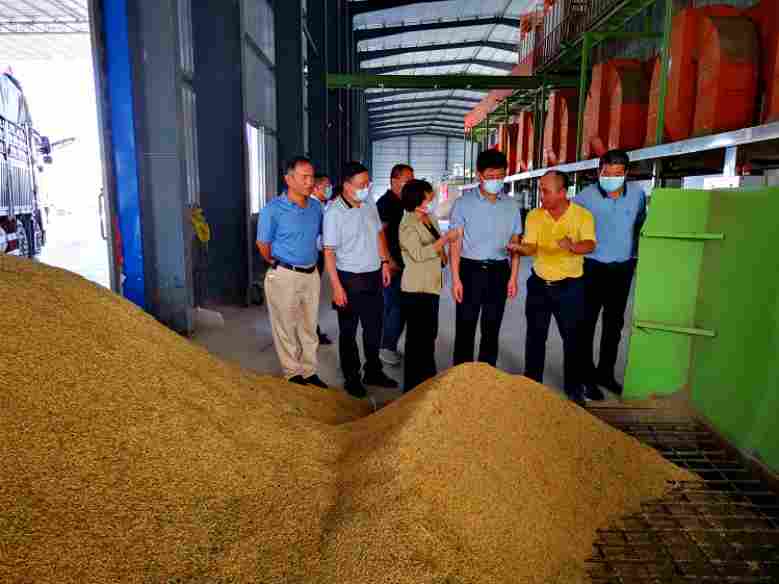 农业农村部农机化司：应对极端天气，加大水稻烘干环节扶持力度(图1)